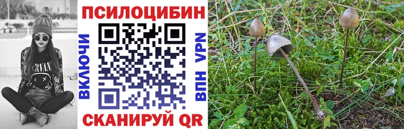 цены наркотик  Зеленодольск  hydra   Псилоцибиновые грибы Cubensis 